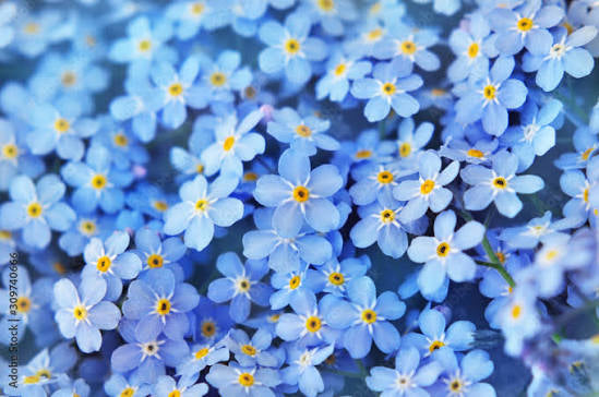 5pc FORGET ME NOT COLLECTION